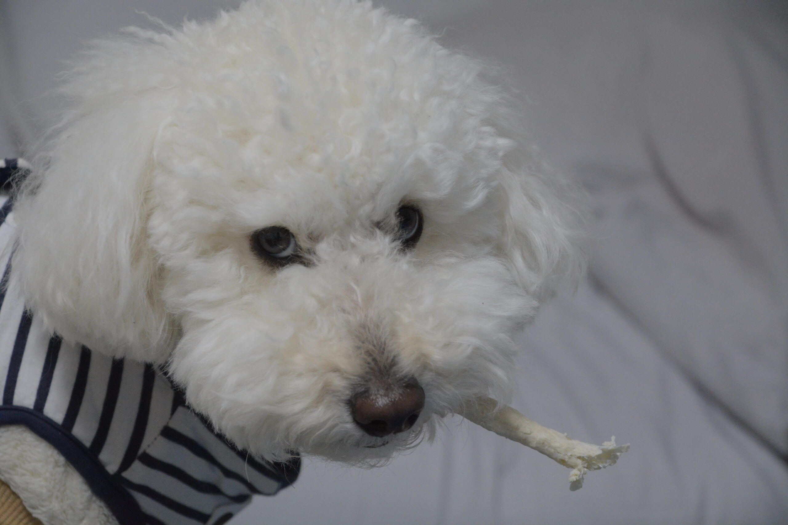 おやつをくわえたトイプードルの小夏