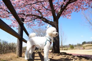 カワヅザクラが咲く公園で犬と散歩をしている様子