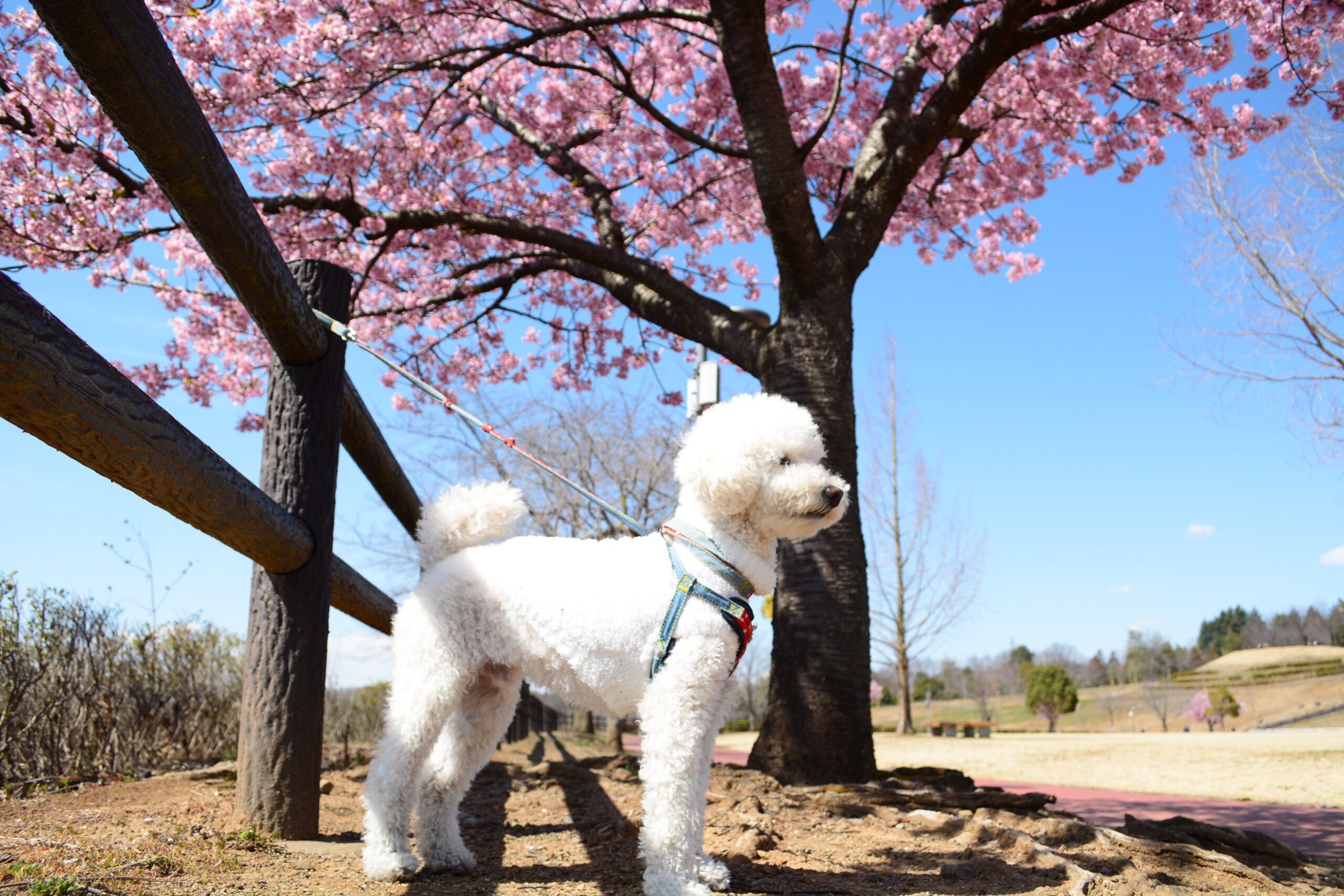 カワヅザクラが咲く公園で犬と散歩をしている様子