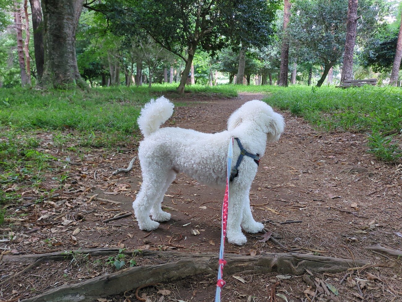 6月の暑さを避けて、森の中を歩く小型犬の後ろ姿