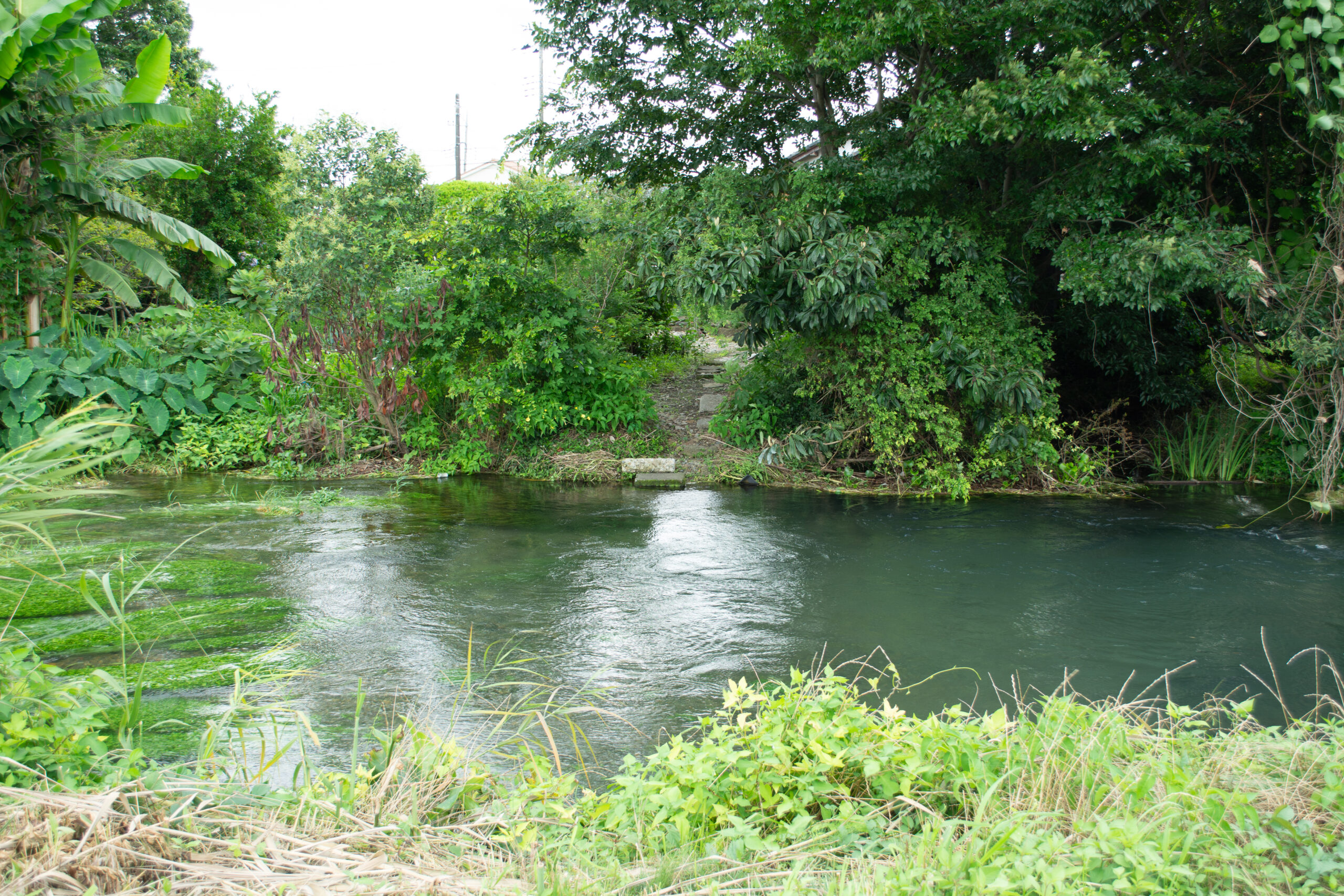 川沿いに続く細い小道。草に縁取られた、どこか懐かしい風景