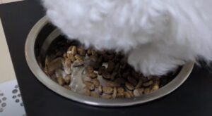 ドッグフードを夢中で食べるトイプードルの小夏